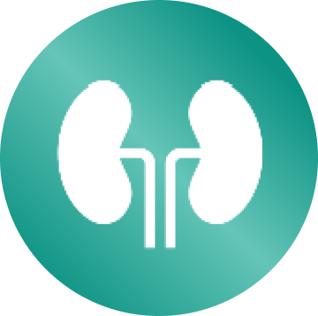Kidney